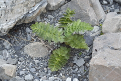 Anisotome pilifera
