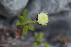 Leptinella pyrethrifolia