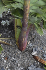Anisotome pilifera