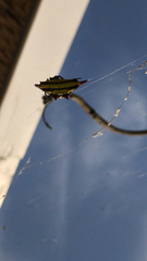 Gasteracantha diadesmia