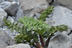 Anisotome pilifera