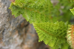 Polystichum cystostegium