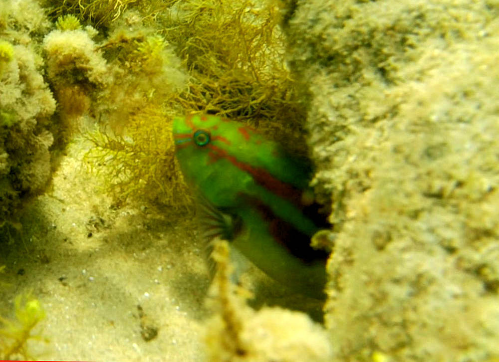 Senator Wrasse from Mornington P'sula - West, AU-VI, AU on November 24 ...