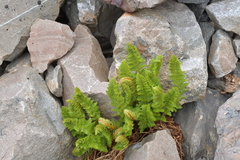 Polystichum cystostegium