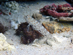 Istigobius decoratus