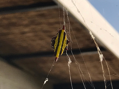 Gasteracantha diadesmia