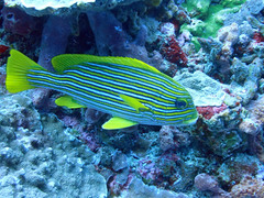 Plectorhinchus polytaenia