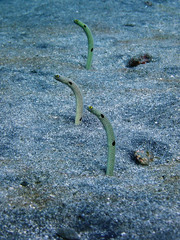 Heteroconger hassi