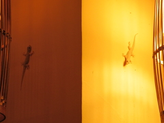 Hemidactylus platyurus