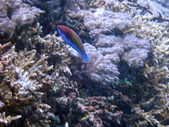 Cirrhilabrus chaliasi