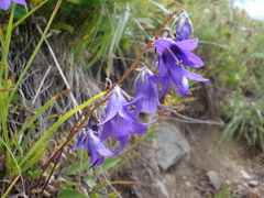 Campanula collina