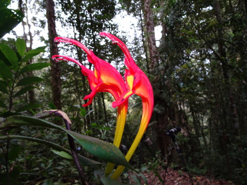 Lipstick vine (Aeschynanthus speciosus)