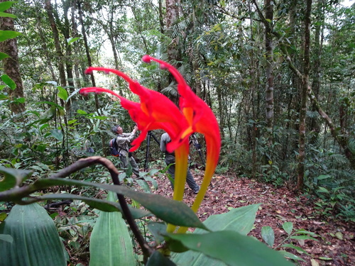 Aeschynanthus speciosus, photograph 2
