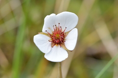 Geum uniflorum