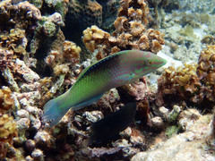 Halichoeres chloropterus