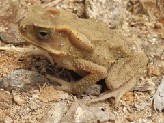 Ingerophrynus celebensis