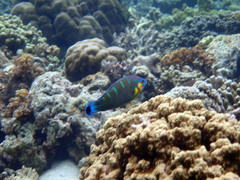 Halichoeres melanurus