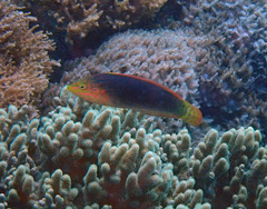 Halichoeres solorensis