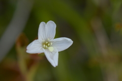 Epilobium chlorifolium