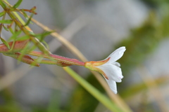 Epilobium chlorifolium
