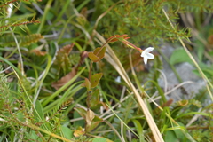Epilobium chlorifolium