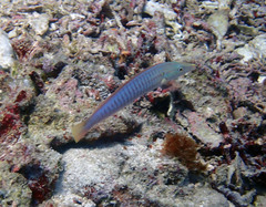 Hologymnosus doliatus