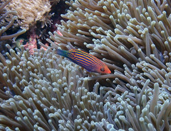 Pseudocheilinus hexataenia