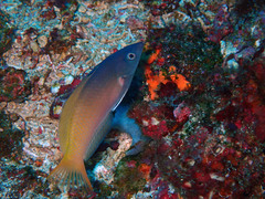 Halichoeres prosopeion