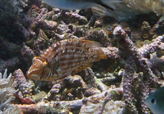 Pteragogus enneacanthus