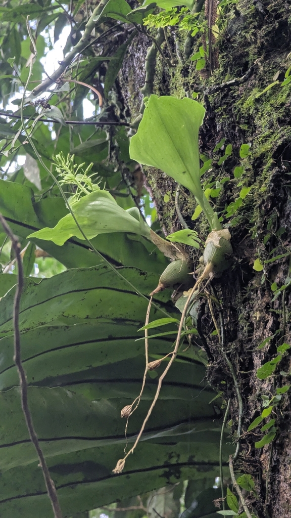 Liparis cordifolia