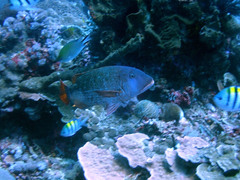 Lethrinus erythracanthus