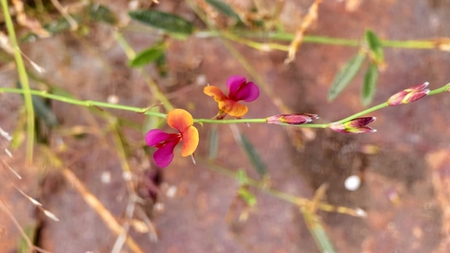 Alysicarpus bupleurifolius observed 2025-11-26