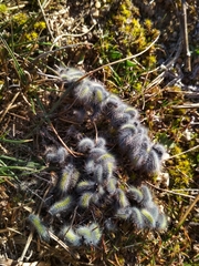 Thaumetopoea herculeana