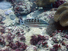 Lutjanus decussatus