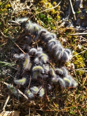 Thaumetopoea herculeana