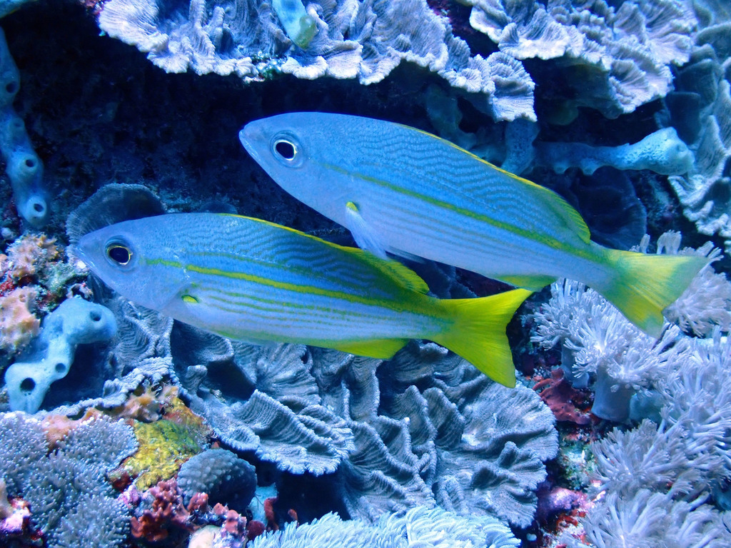 Indian Snapper