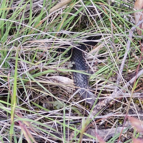 Lowlands Copperhead sighting