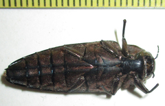 Actenodini