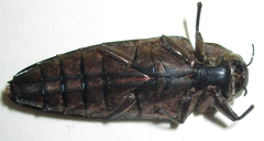 Actenodini