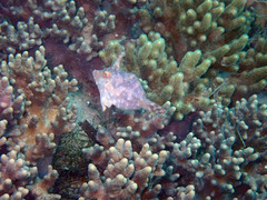 Acreichthys radiatus