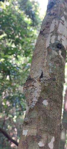 Giant Mossy Leaf-tailed Gecko
