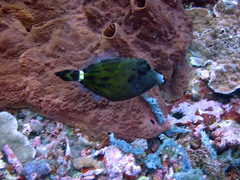 Cantherhines fronticinctus