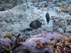 Amanses scopas