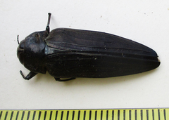 Actenodini