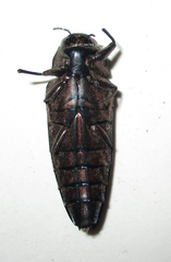 Actenodini