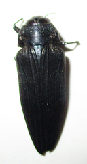 Actenodini