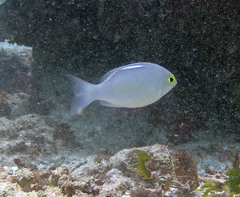 Scolopsis ciliata