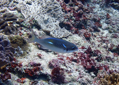 Scolopsis xenochrous