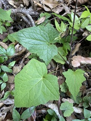 Notoseris melanantha