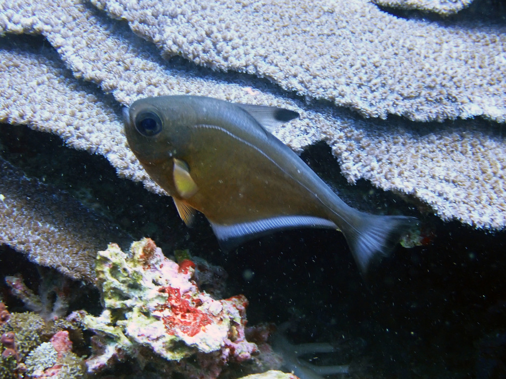 Blackedged sweeper (Pempheris mangula) — Pempheridae